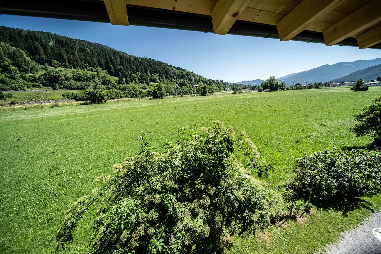 Wiese und Wald vor dem Haus